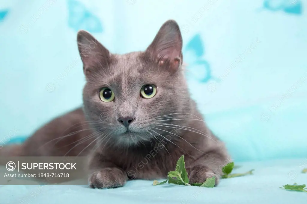 Nebelung cat, pedigree cat, semi-long-hair, with catnip