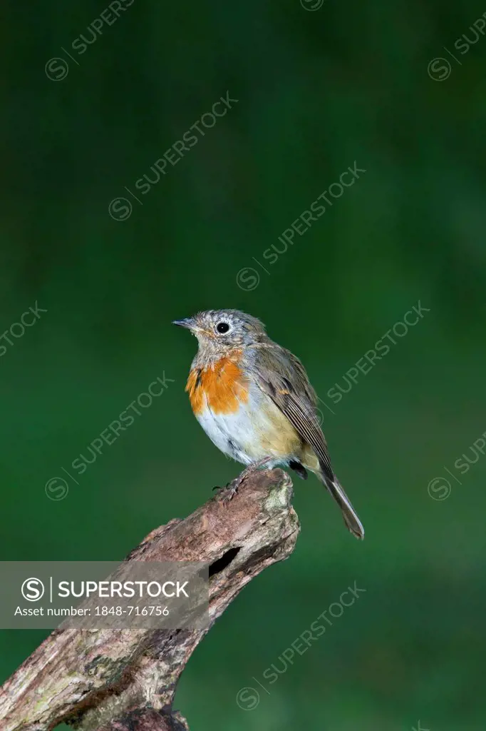 European Robin (Erithacus rubecula), juvenile, perching, south-east England, United Kingdom, Europe