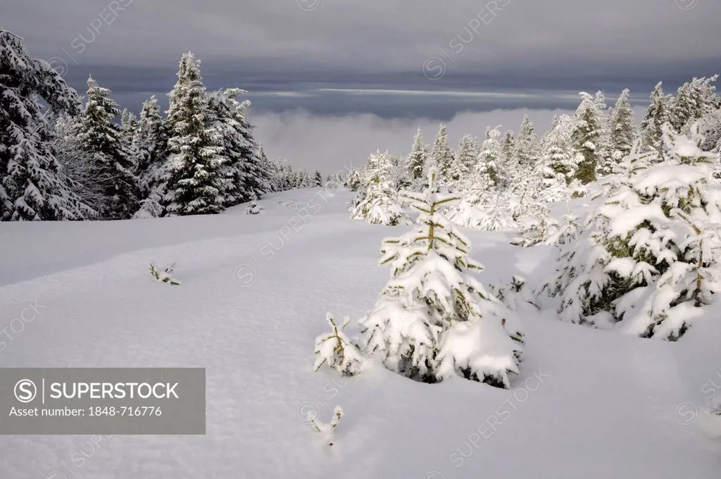 Winter landscape in the Harz, Brocken district, Saxony-Anhalt, Germany, Europe