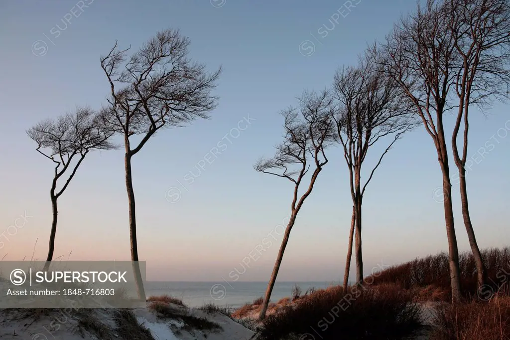 Dunes, Beech (Fagus sylvatica) and the Baltic Sea in the evening light, from West Beach, Darss, Bodden Landscape of Vorpommern National Park, Mecklenb...