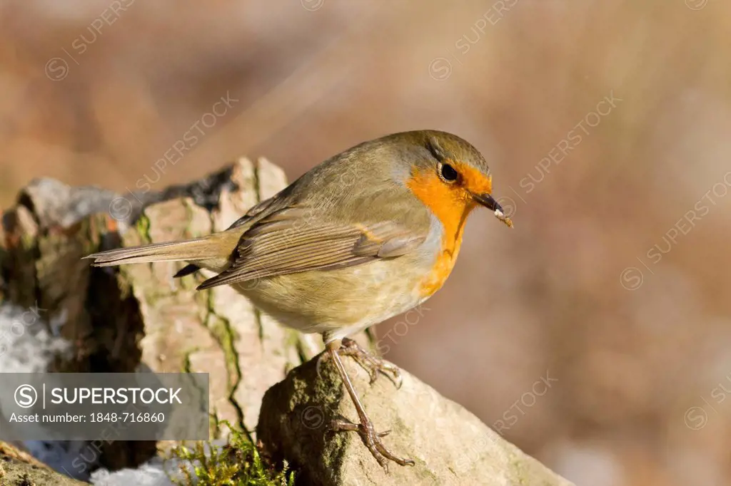 Robin (Erithacus rubecula), perched on a tree stump, Bad Sooden-Allendorf, Hesse, Germany, Europe