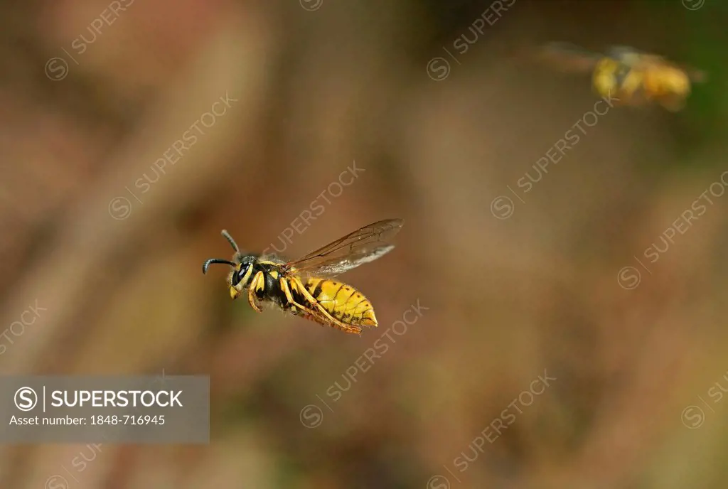 German Wasp or European Wasp (Vespula germanica), Hesse, Germany, Europe