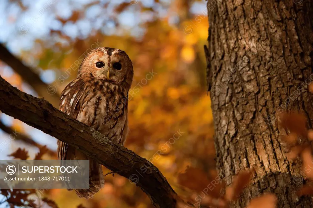 Tawny owl (Strix aluco), Eifel near Bitburg, Rhineland-Palatinate, Germany, Europe