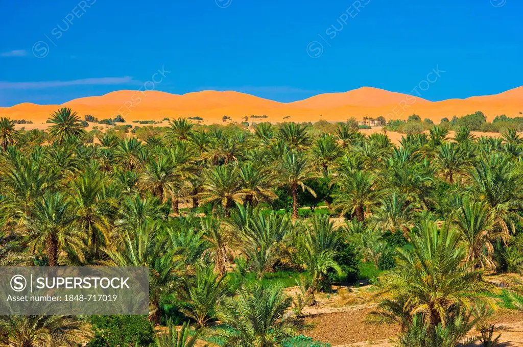 Palm grove, Date palms (Phoenix) in front of the sand dunes of Erg Chebbi, Sahara, southern Morocco, Africa
