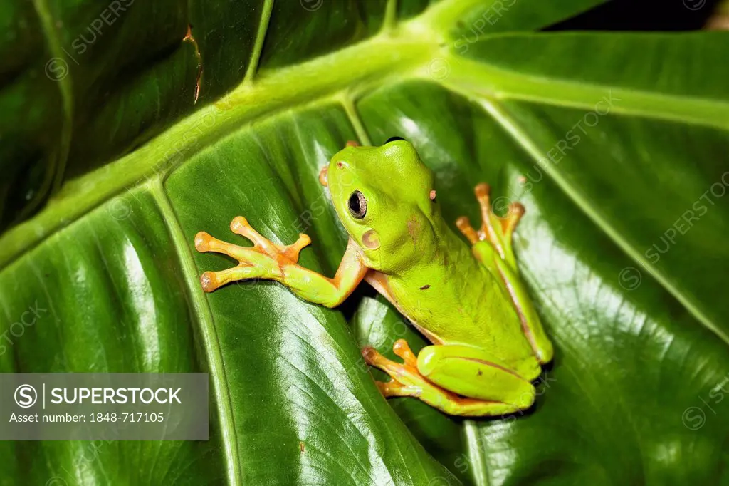 Common Green Tree Frog (Litoria caerulea), rainforest, Iron Range National Park, Cape York Peninsula, northern Queensland, Australia