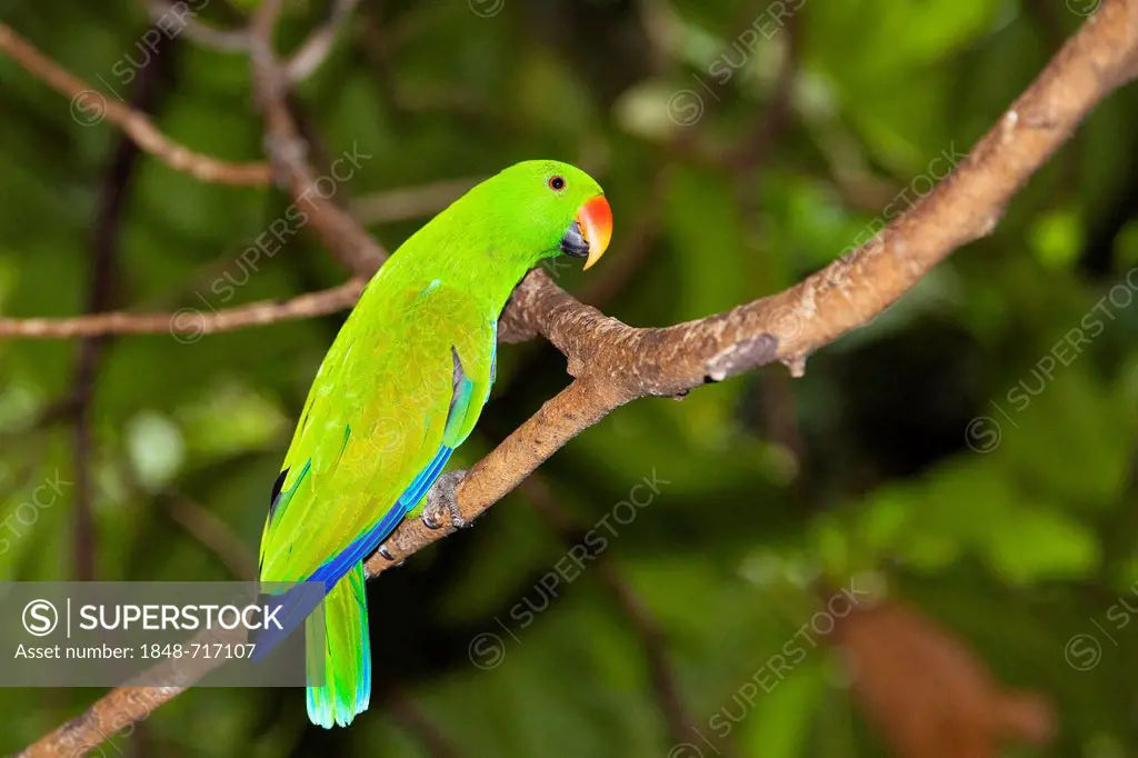 Eclectus Parrot (Eclectus roratus), male, rain forest, Cape York Peninsula, northern Queensland, Australia