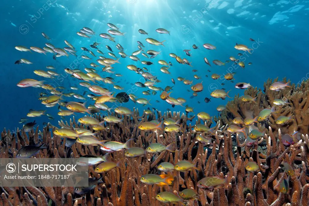 Shoal of Sea Goldies (Pseudanthias mortoni) swimming above Stony Coral (Acropora), Great Barrier Reef, UNESCO World Heritage Site, Queensland, Cairns,...
