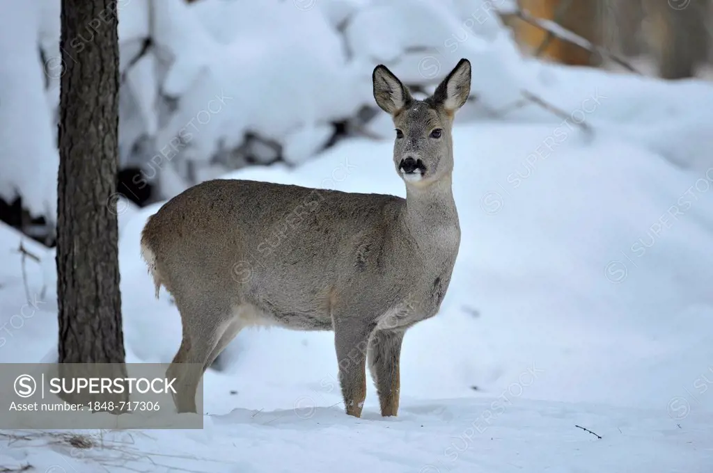 European Roe Deer (Capreolus capreolus), doe in its winter coat, in an enclosure, Lower Saxony, Germany, Europe, PublicGround