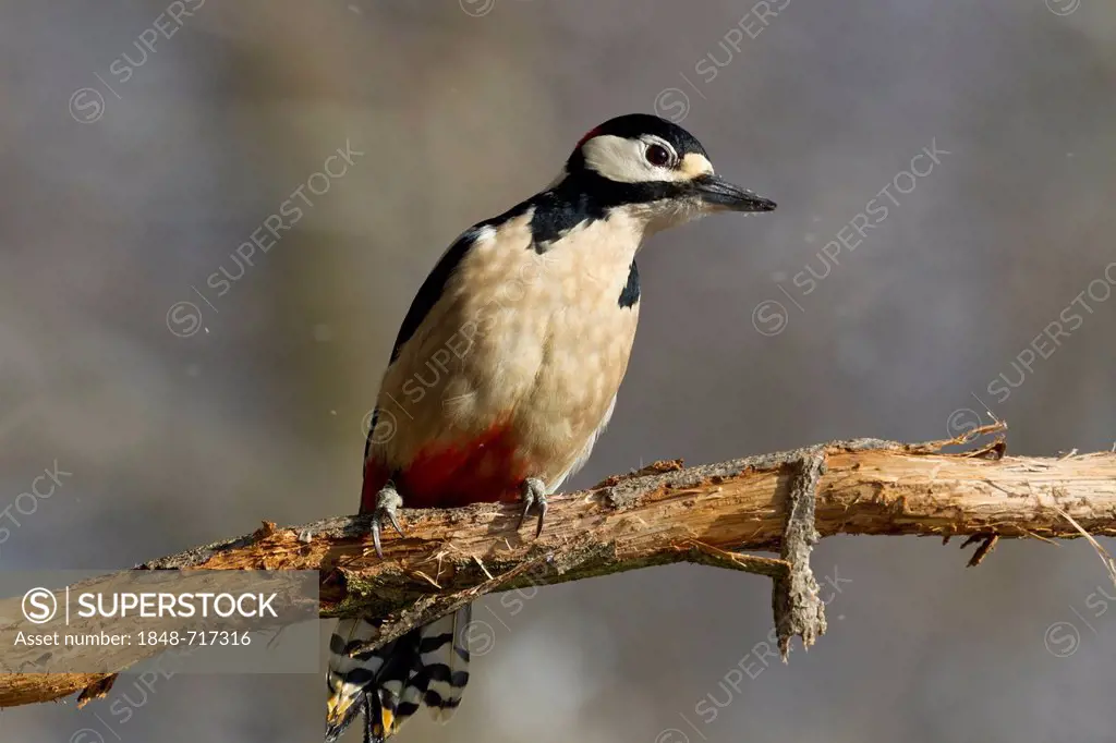 Great Spotted Woodpecker or Greater Spotted Woodpecker (Dendrocopos major), perched on a branch, Bad Sooden-Allendorf, Hesse, Germany, Europe