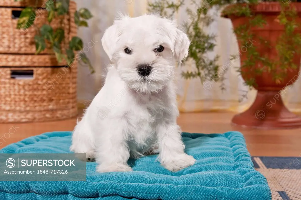 White Miniature Schnauzer puppy on a pillow