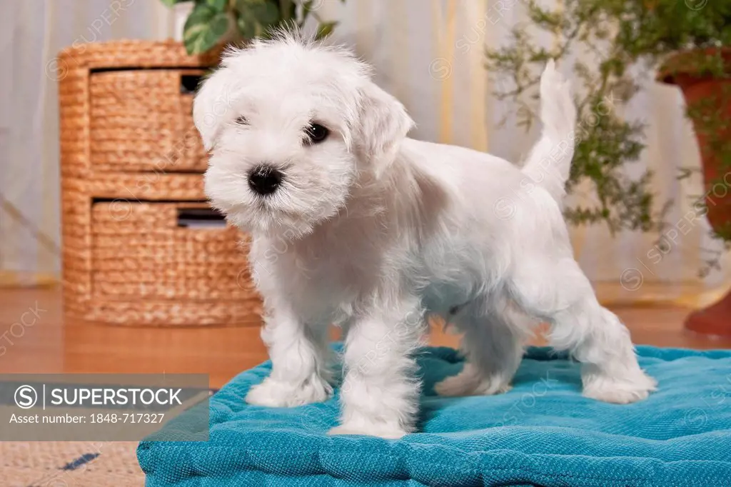 White Miniature Schnauzer puppy on a pillow