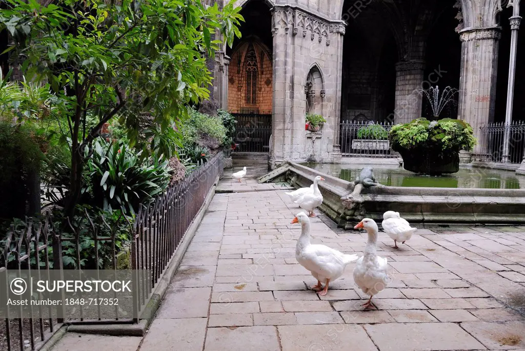 Cloister of the cathedral with geese, La Catedral de la Santa Creu i Santa Eulalia, The Cathedral of the Holy Cross and Saint Eulalia, Gothic Quarter,...