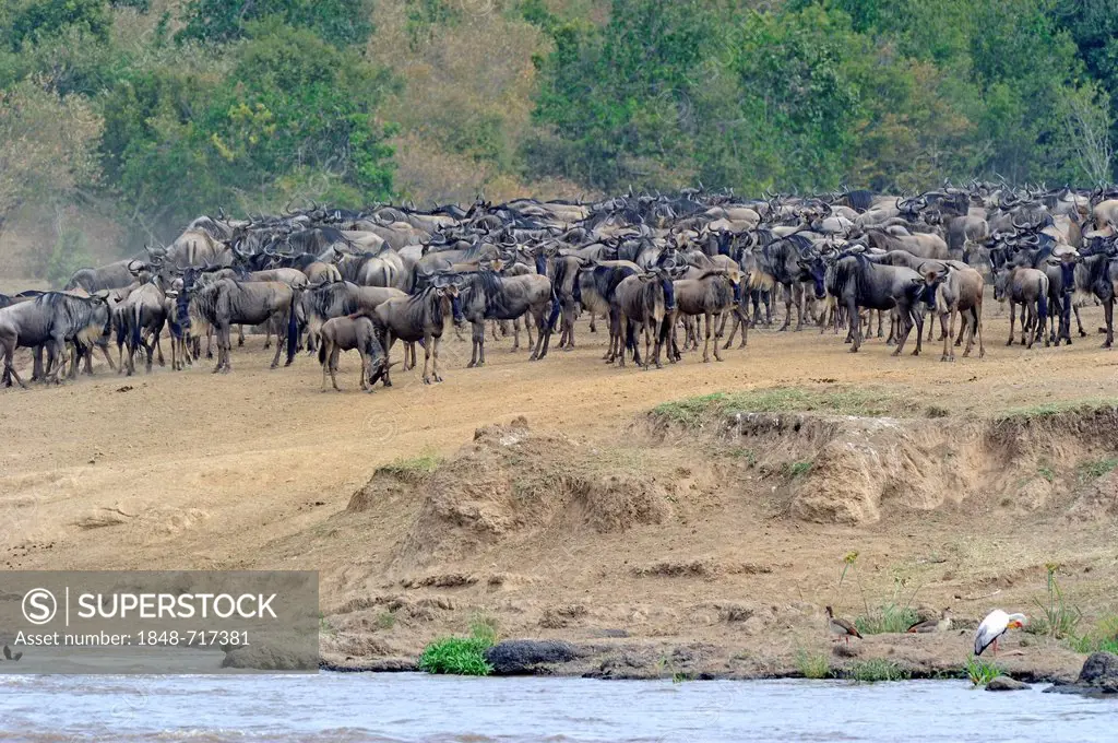 Migration of the Blue or Common Wildebeest (Connochaetes taurinus), wildebeest jostling for positions on the shore of the river Mara, Masai Mara, Keny...
