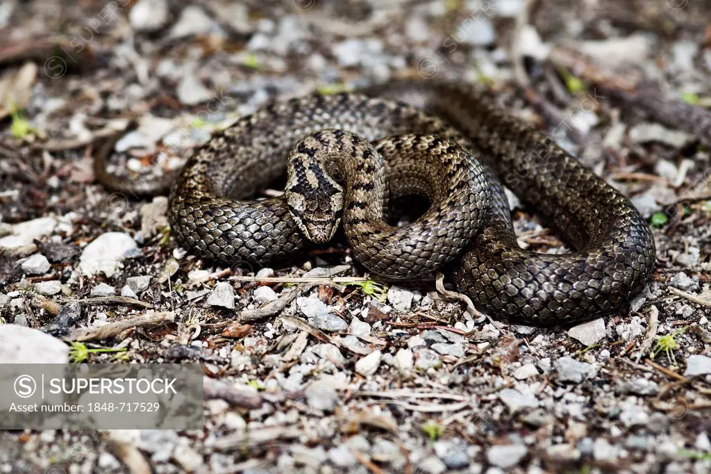 Smooth snake (Coronella austriaca), Weinviertel district, Lower Austria, Austria, Europe