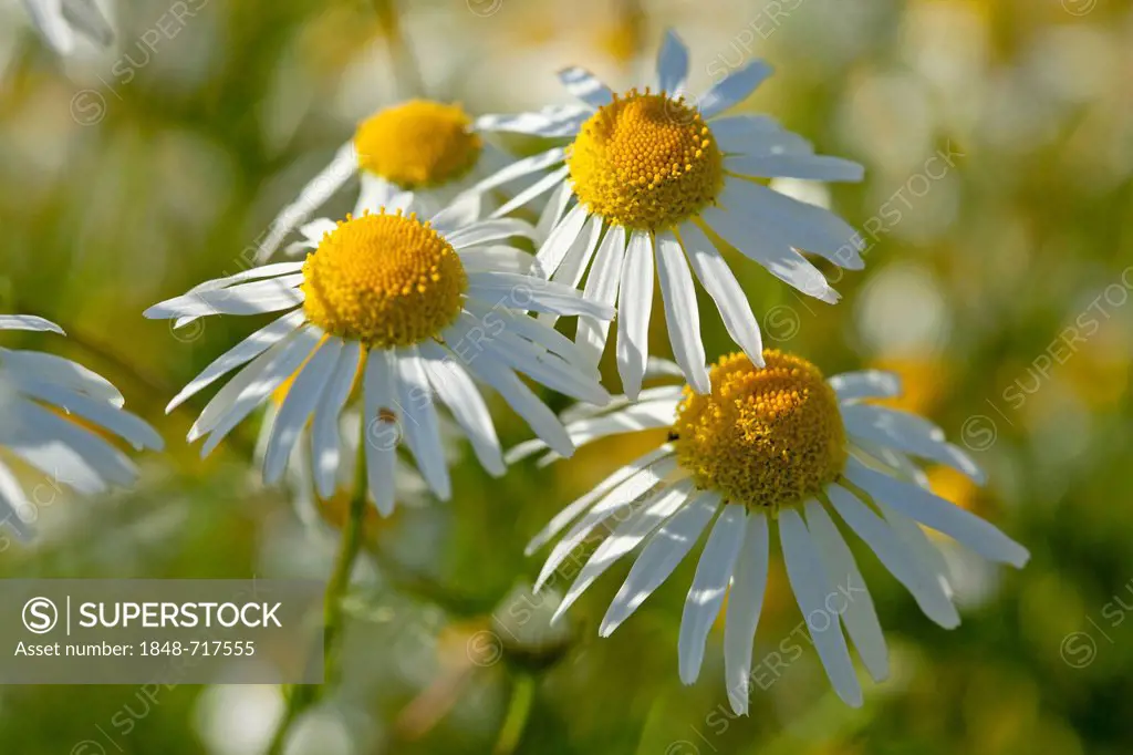 Chamomile (Matricaria chamomilla) fllowers in a camomile meadow, Schleswig-Holstein, Germany, Europe