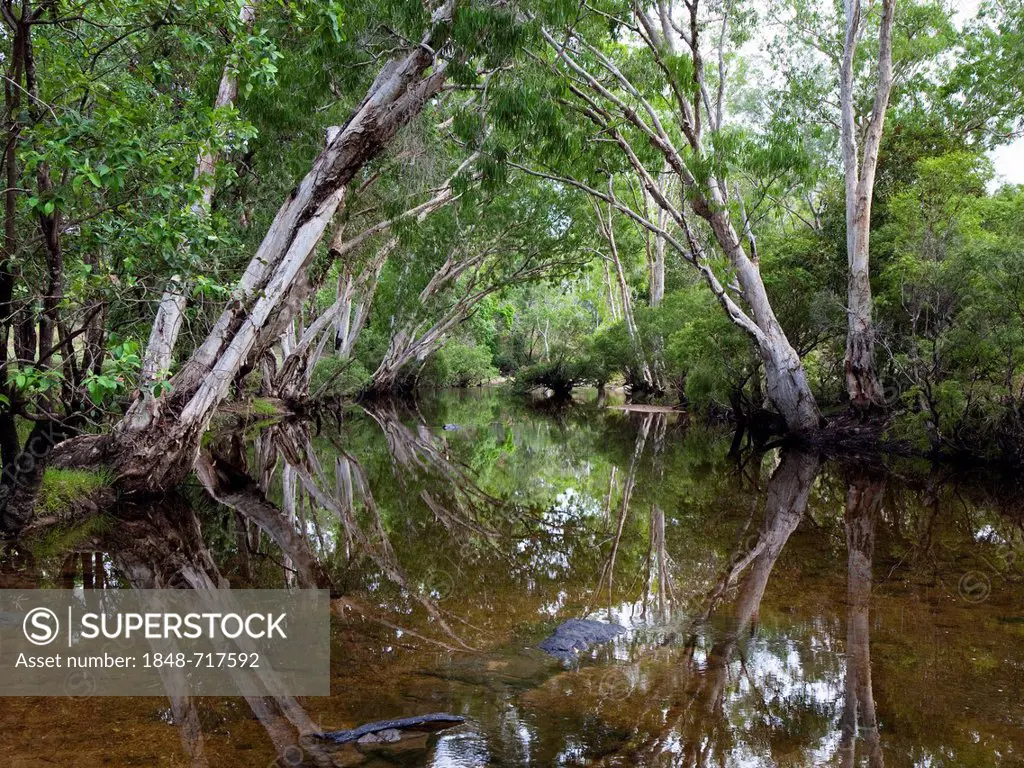 Coen River with Paperbark Trees (Melaleuca sp.), Cape York Peninsula, northern Queensland, Australia