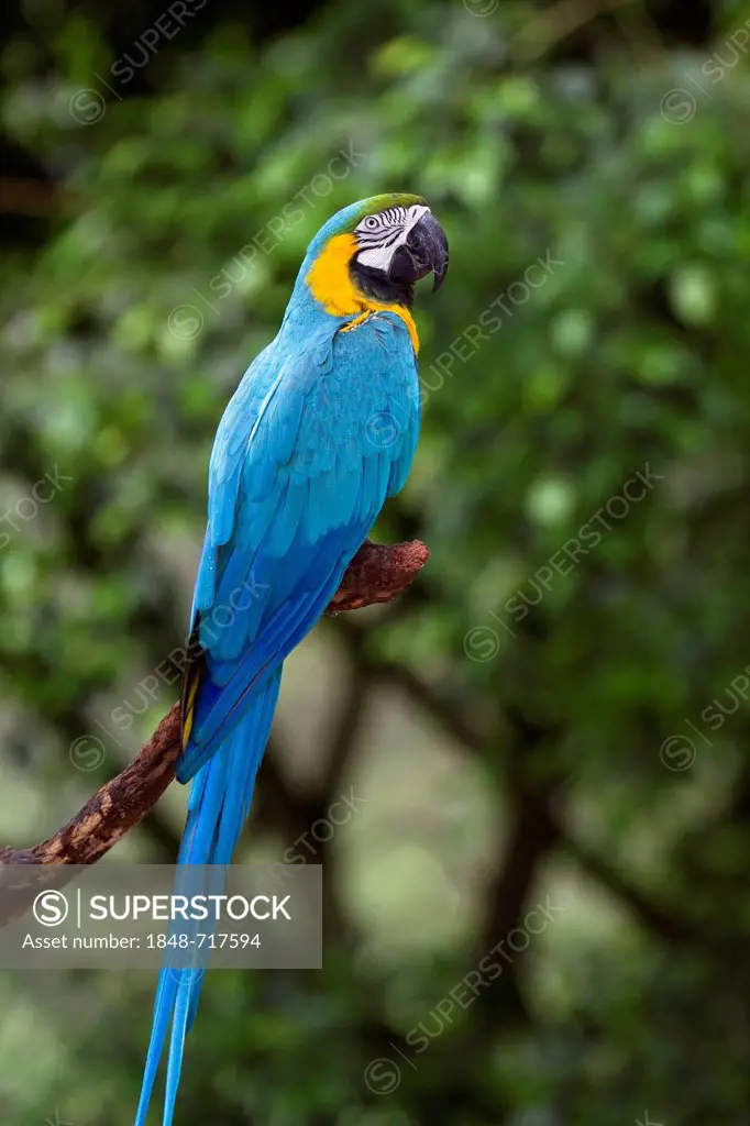 Blue-and-yellow Macaw (Ara ararauna) in a rainforest, South America