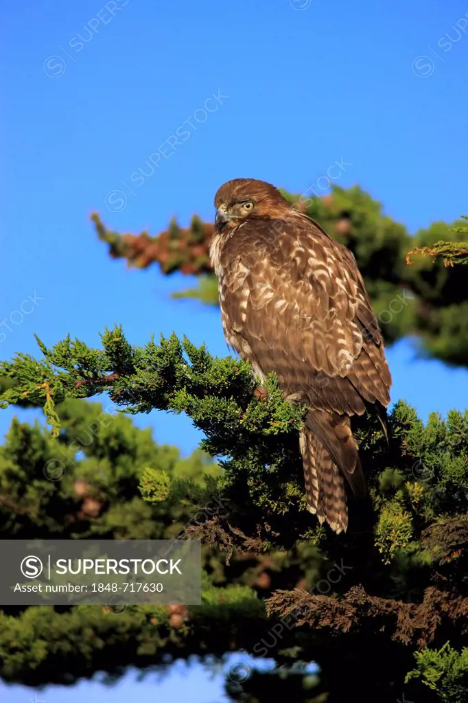 Red-tailed Hawk or chickenhawk (Buteo jamaicensis), adult, perched on tree, Monterey, California, USA
