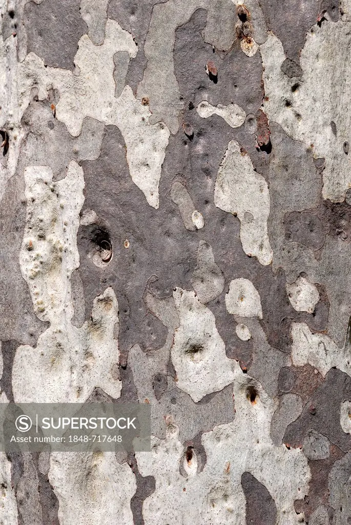 Eucalyptus bark (Eucalyptus), Carnarvon Gorge National Park, Queensland, Australia
