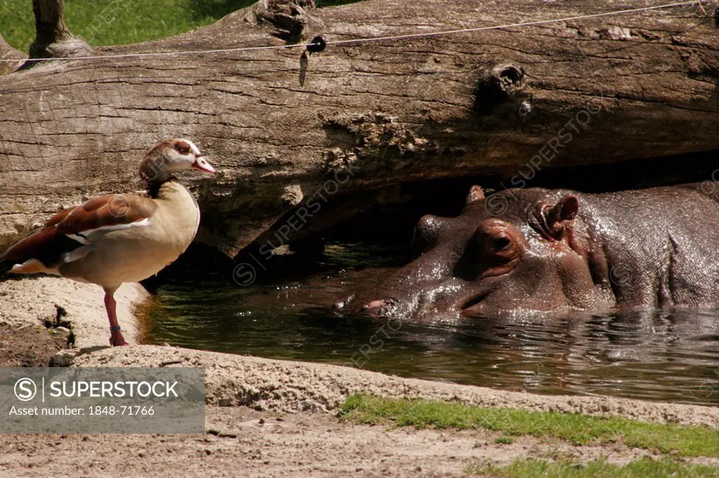 Hippos in the berlin zoo berlin germany