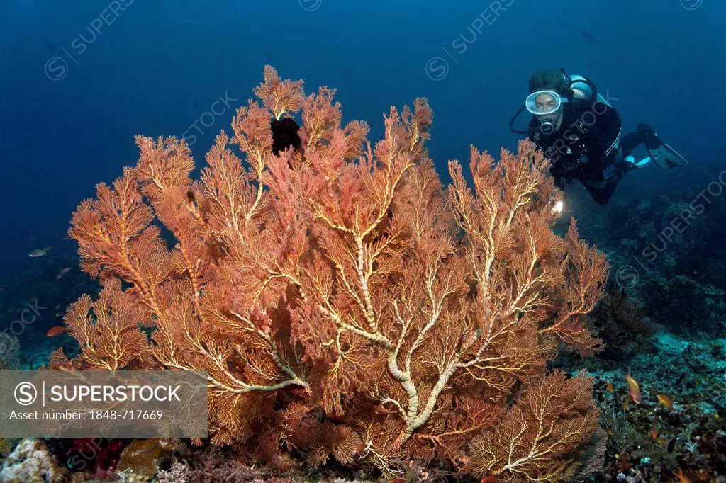 Scuba diver observing large, red Gorgonians or Sea Fans (Melithaea sp.) on a coral reef, Great Barrier Reef, UNESCO World Heritage Site, Queensland, C...
