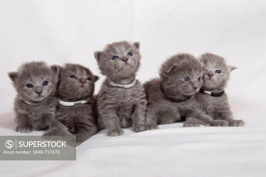 Kittens, Nebelung cats, pedigree cats, semi-long-hair