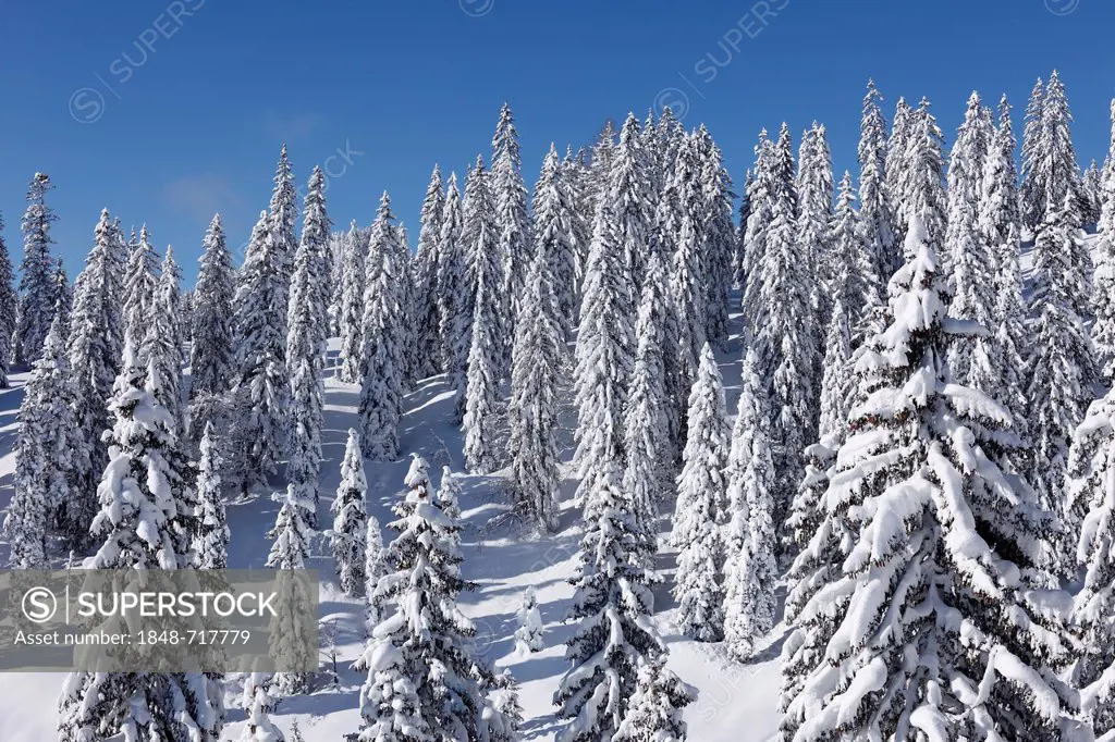 Snowy forest near Bad Mitterndorf, Ausseerland, Salzkammergut, Styria, Austria, Europe