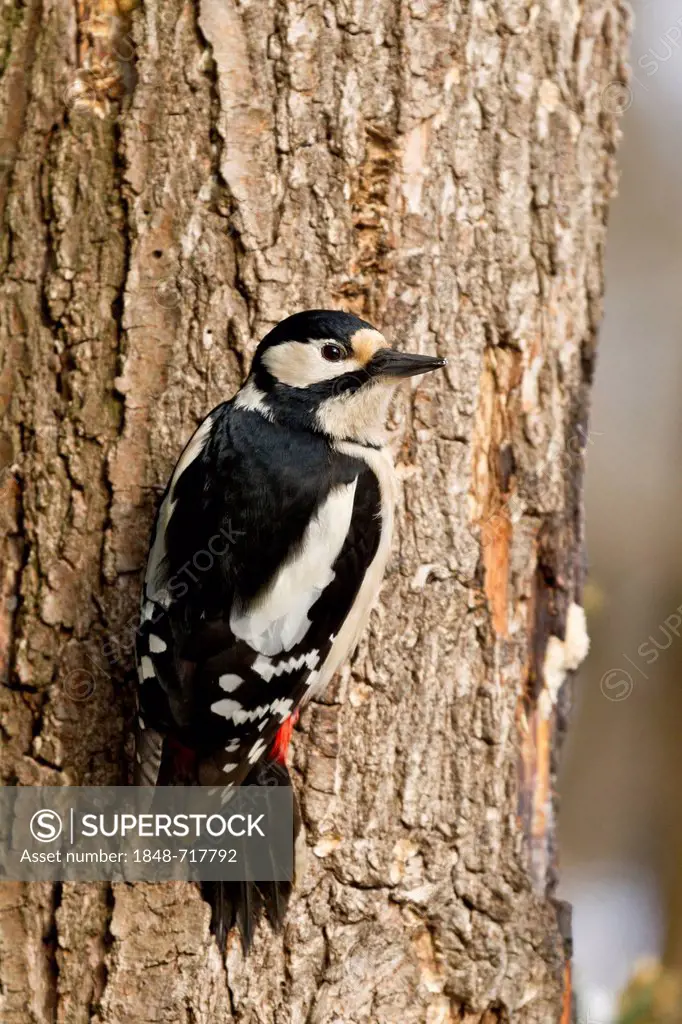 Great Spotted Woodpecker (Dendrocopos major), Bad Sooden-Allendorf, Hesse, Germany, Europe