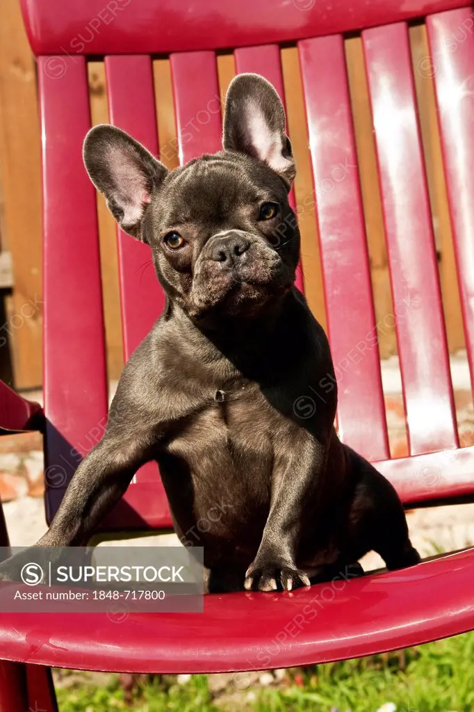 French Bulldog puppy sitting on a garden chair
