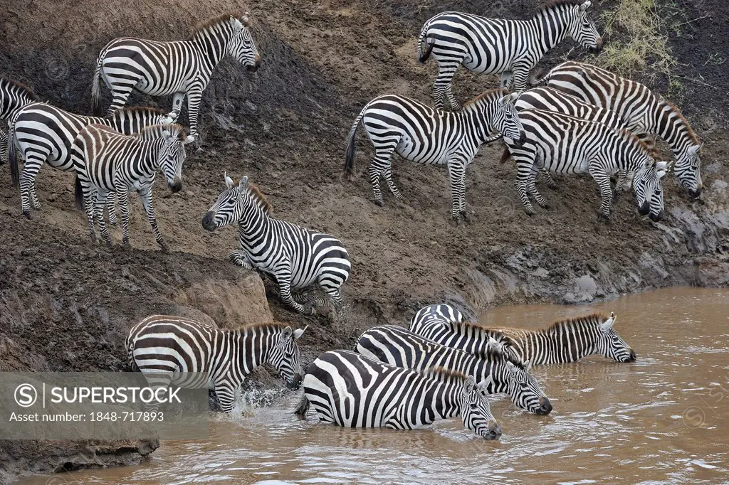 Grant's Zebra, Plains Zebra (Equus quagga boehmi), drinking in the Mara River, Masai Mara National Park, Kenya, East Africa, Africa