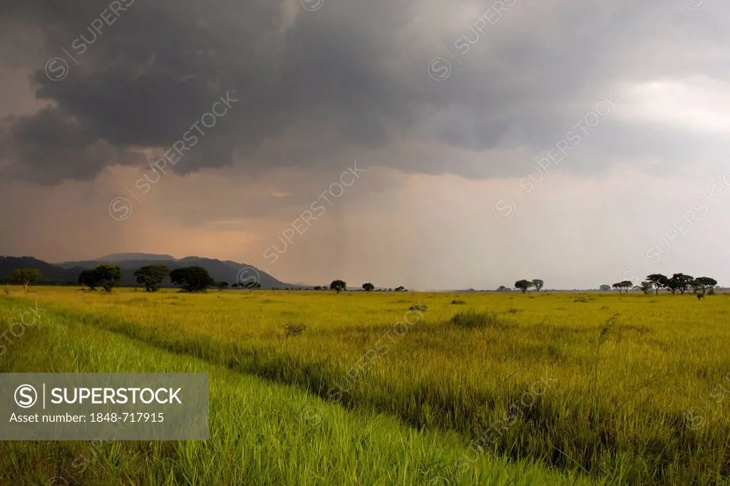 The grassy savannah plains, Queen Elisabeth National Park, West Uganda, Africa