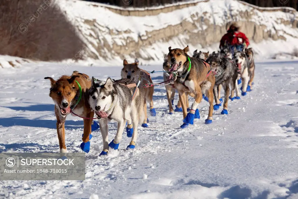 Running dog team, sled dogs, mushing, Alaskan Huskies, 2009 champion musher Sebastian Schnuelle at the start of the Yukon Quest 1, 000-mile Internatio...