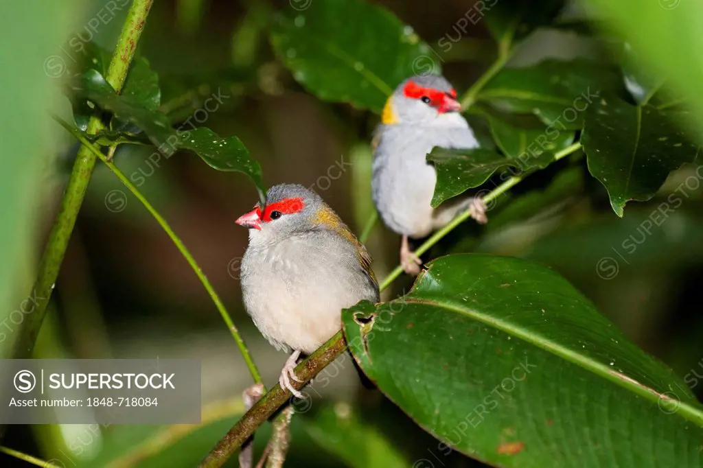 Pair of Red-browed Finches (Neochmia temporalis), Queensland, Australia