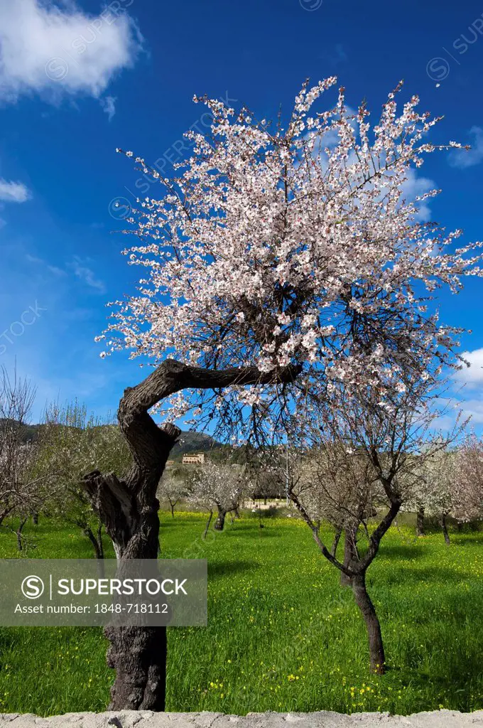 Almond blossom, Majorca, Balearic Islands, Spain, Europe