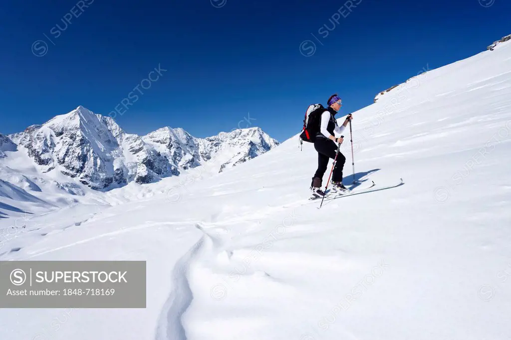 Cross-country skier ascending Schoentaufspitze Mountain, looking towards Koenigsspitze, Ortler and Zebru Mountains, Solda, Alto Adige, Italy, Europe