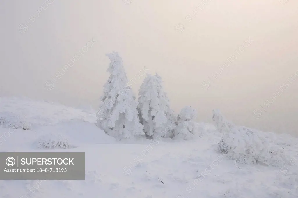 Winter landscape in the Harz, Brocken district, Saxony-Anhalt, Germany, Europe
