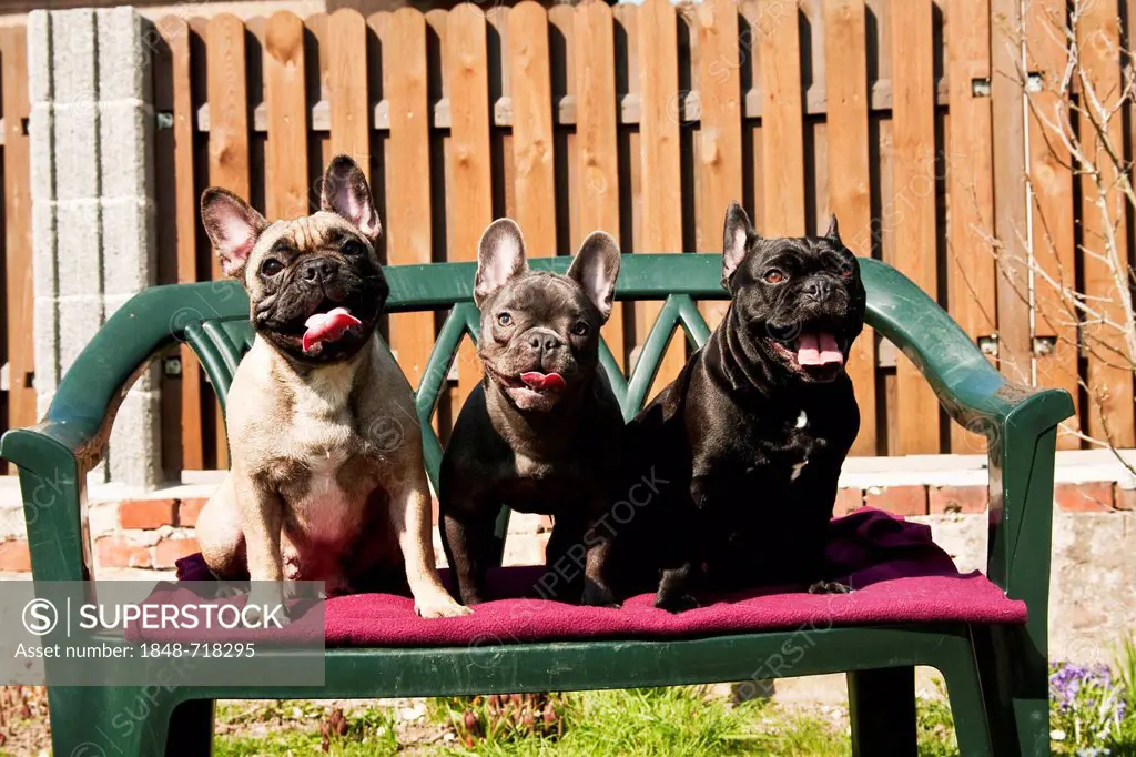 French Bulldogs sitting on a garden chair