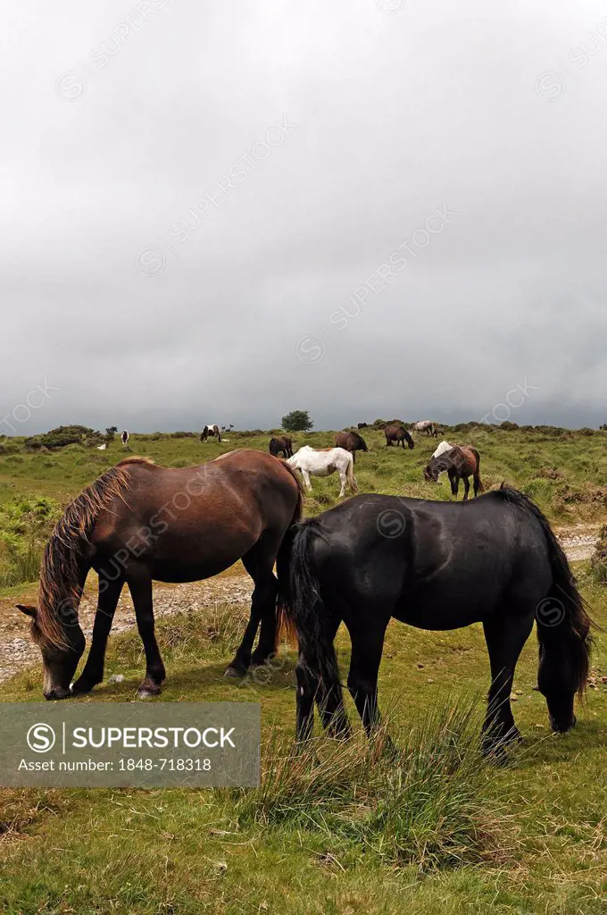 Free-roaming Dartmoor Horses, rainy weather, Dartmoor, Minions, Cornwall, England, United Kingdom, Europe