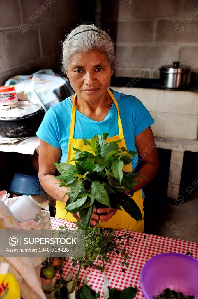 Female cook with a bunch of herbs for cooking a chicken soup, community of Cerro Verde, El Salvador, Central America, Latin America