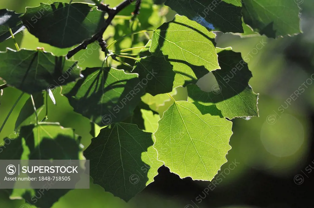 Aspen (Populus tremula), leaves with backlighting, Germany, Eurpoa