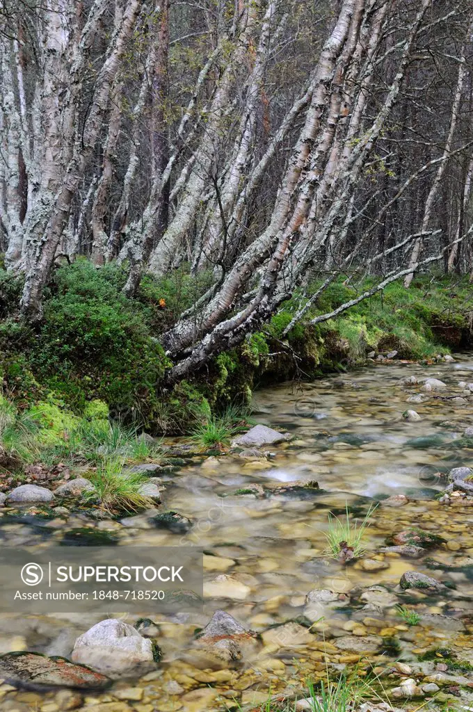 Stream in the forest near Straumbu, Rondane National Park, Norway, Scandinavia, Europe