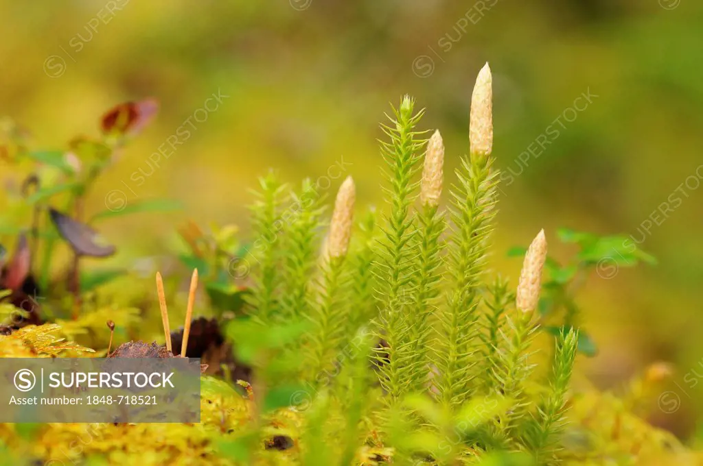 Sprouting Stiff clubmoss (Lycopodium annotinum), Rondane National Park, Norway, Scandinavia, Europe