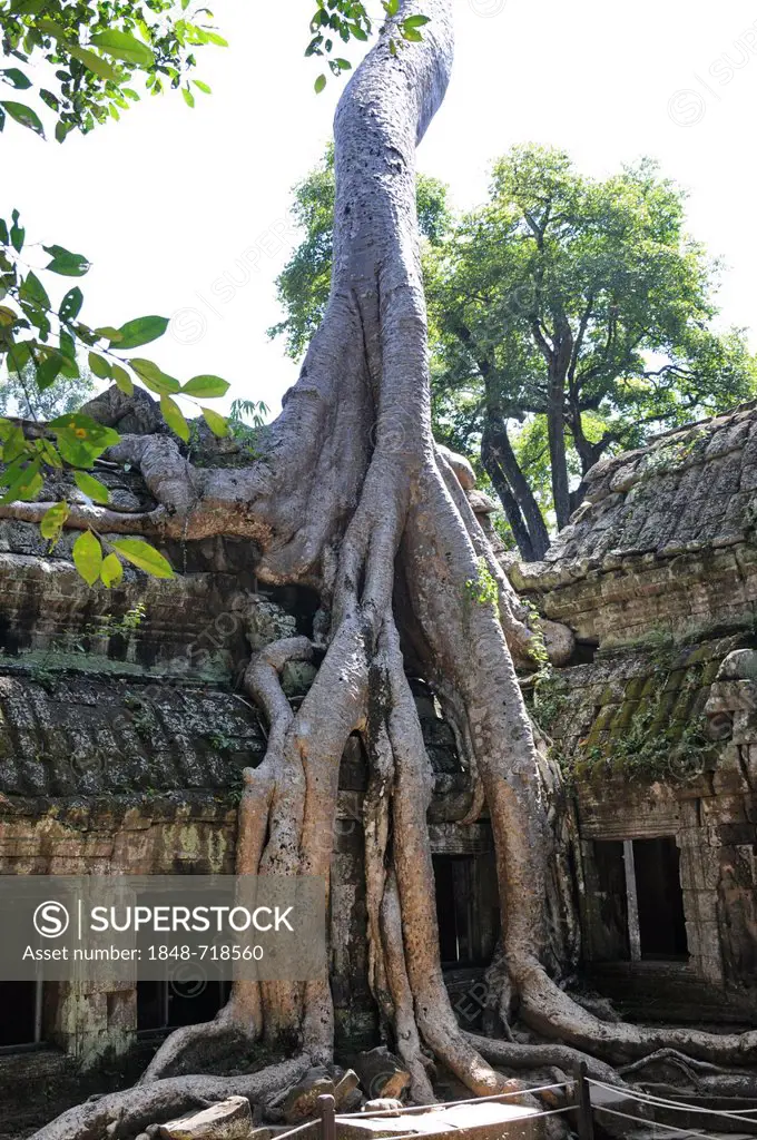 Ta Prohm temple complex, strangler fig (Ficus sp.), Angkor, Siem Reap, Cambodia, Southeast Asia