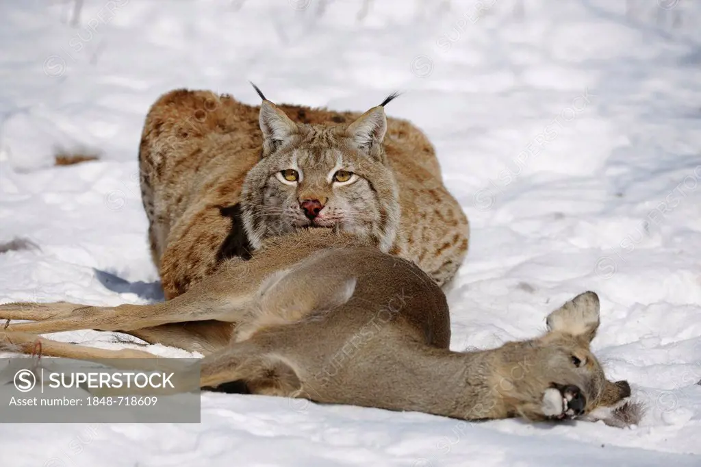 Lynx (Lynx lynx), male with prey, roe deer (Capreolus capreolus), enlosure, captive, Thuringia, Germany, Europe
