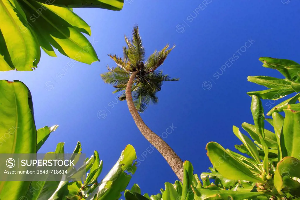 Coconut Palm (Cocos nucifera) on Anse Intendance, Mahe, Seychelles, Africa, Indian Ocean