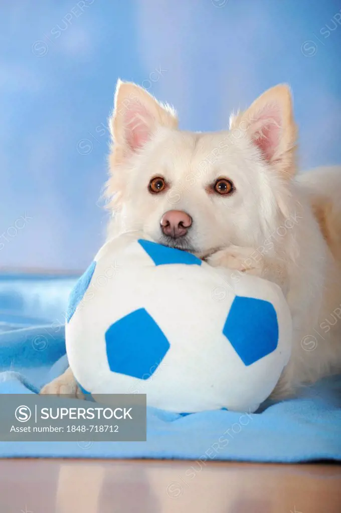 Spitz crossbreed lying with its head and a paw on a ball