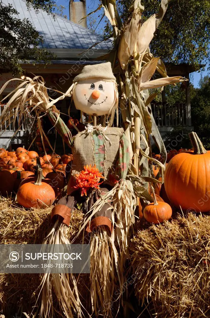 Scarecrow and Pumpkins (Cucurbita pepo) in Atlanta, Georgia, USA