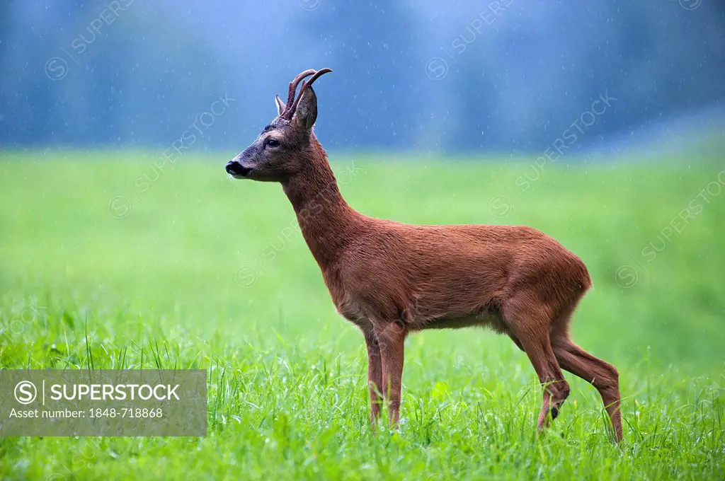 Roe Deer (Capreolus capreolus), Tyrol, Austria, Europe