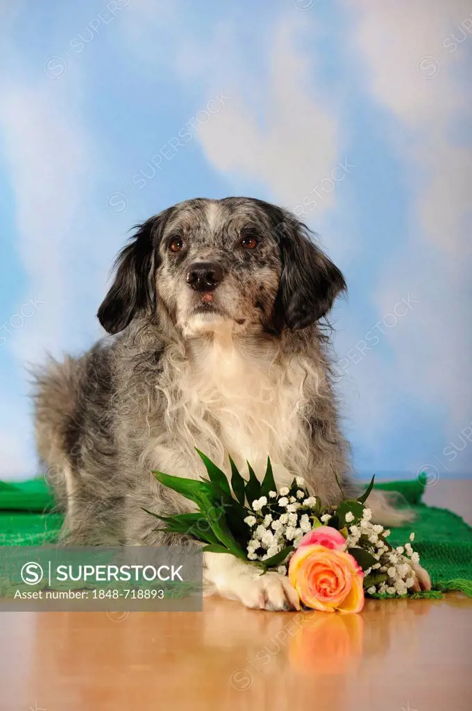 Mixed-breed dog with flowers lying between its paws
