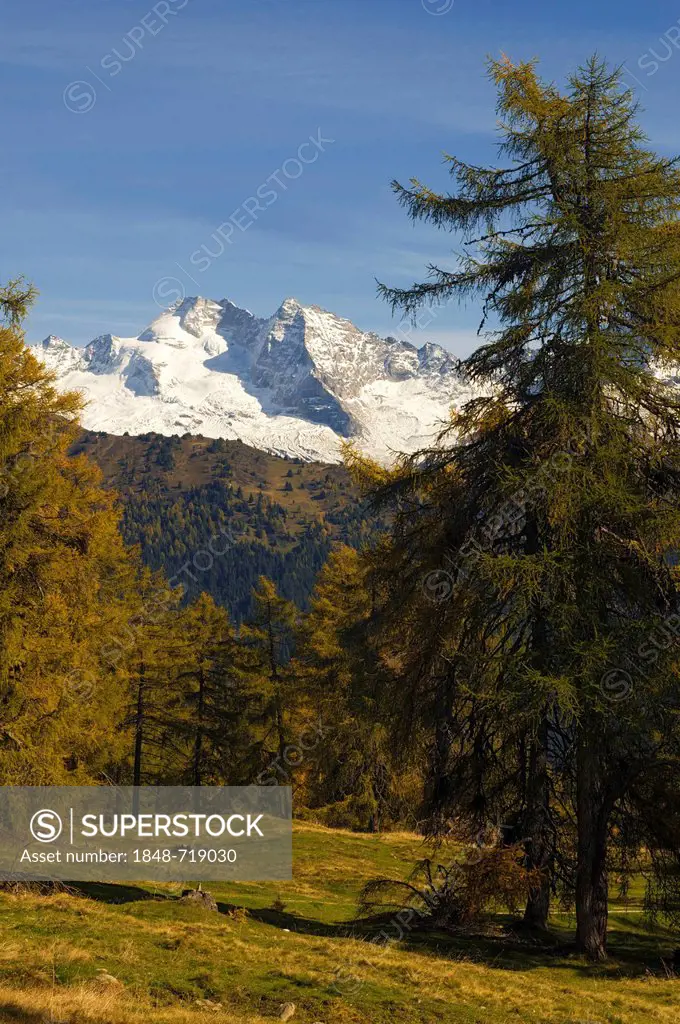Laerchenwiesen larch meadows, in front of the Olperer, Vinaders and Obernberg Mountains, Tyrol, Austria, Europe